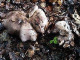 Tricholoma griseoviolaceum image