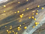 Dacrymyces stillatus image
