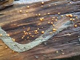 Dacrymyces stillatus image