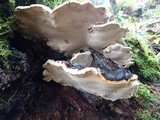 Heterobasidion occidentale image