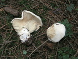 Leucopaxillus albissimus image