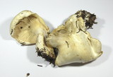 Leucopaxillus albissimus image