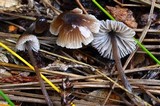 Mycena leptocephala image