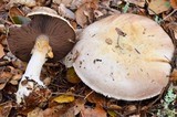 Agaricus albolutescens image