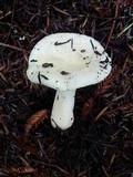 Russula cremoricolor image