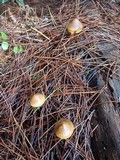 Cortinarius thiersii image