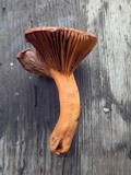 Chroogomphus vinicolor image