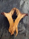 Chroogomphus vinicolor image