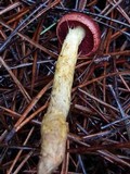 Cortinarius smithii image