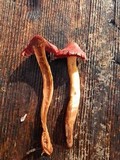 Cortinarius smithii image