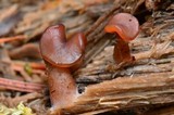 Gyromitra infula image