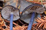 Leptonia pigmentosipes image
