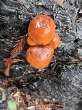 Gymnopilus croceoluteus image