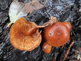 Gymnopilus croceoluteus image