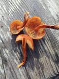 Gymnopilus croceoluteus image