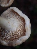 Hydnum oregonense image