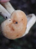 Hydnum oregonense image