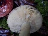 Russula xerampelina image