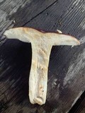 Russula xerampelina image