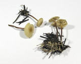 Marasmius wynneae image