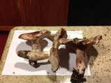 Hygrophorus russula image
