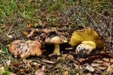 Suillus pseudobrevipes image