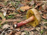 Xerocomellus mendocinensis image