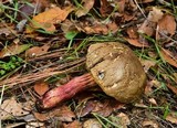 Xerocomellus mendocinensis image