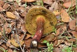 Xerocomellus mendocinensis image