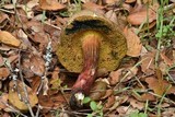 Xerocomellus mendocinensis image