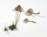 Mycena sanguinolenta image