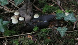 Mycena vitilis image