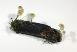 Mycena vitilis image