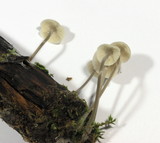 Mycena vitilis image