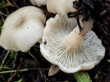 Clitocybe phaeophthalma image