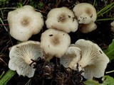 Clitocybe phaeophthalma image