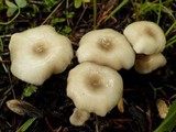 Clitocybe phaeophthalma image