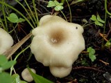 Clitocybe phaeophthalma image