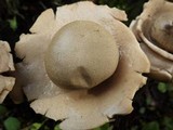 Geastrum triplex image