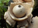 Geastrum triplex image