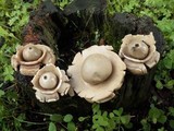 Geastrum triplex image