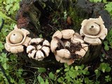 Geastrum triplex image