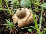 Geastrum triplex image