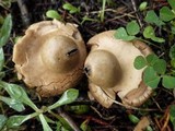 Geastrum triplex image