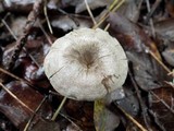 Entoloma undatum image