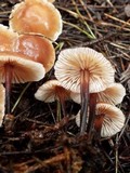 Gymnopus brassicolens var. brassicolens image