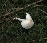 Rhodocollybia maculata image