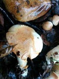Cuphophyllus pratensis image