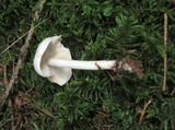 Rhodocollybia maculata image
