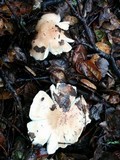 Hygrophorus roseobrunneus image